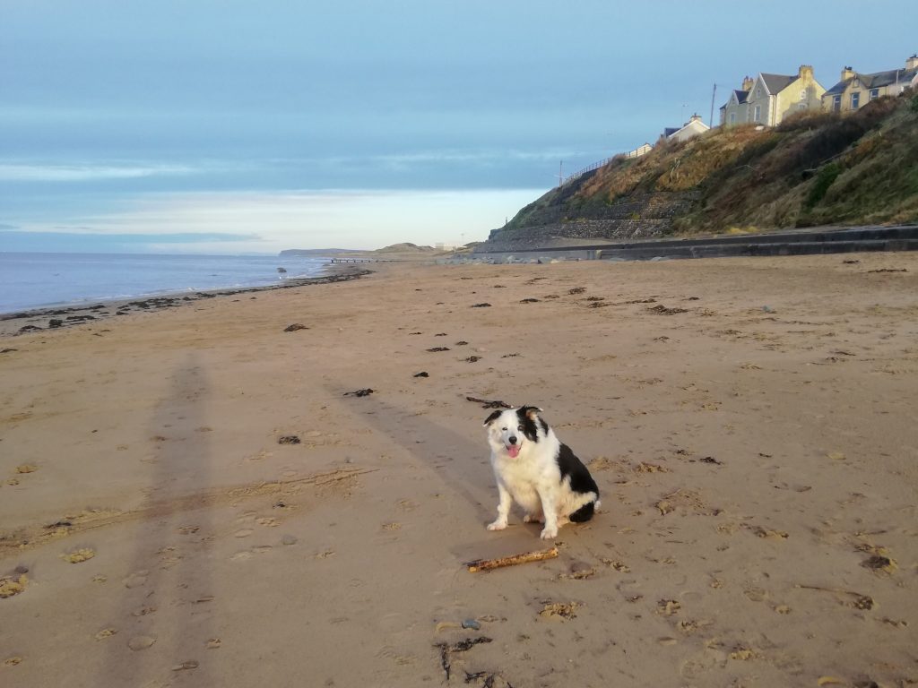 Guinness the dog in Seascale