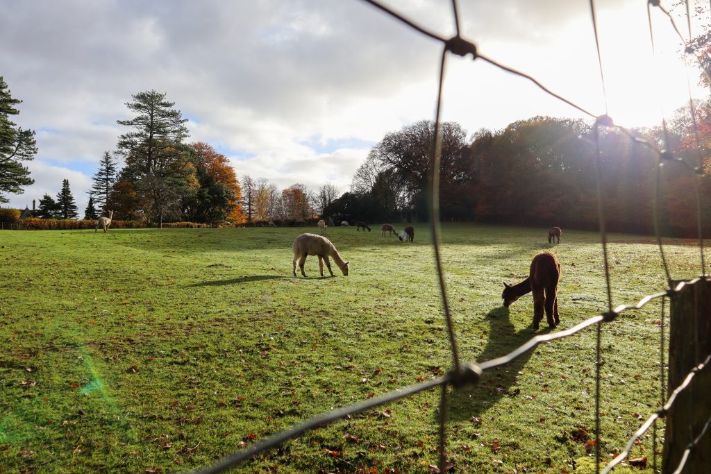 Alpacaly ever after at Keswick